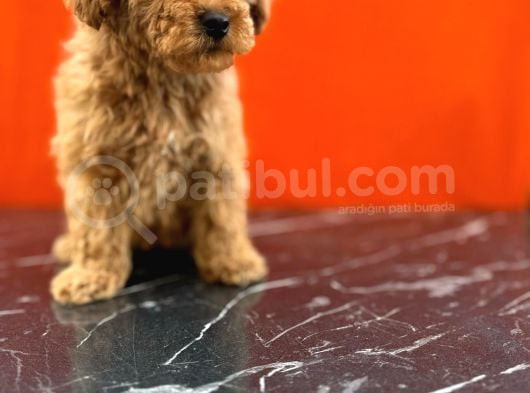 Tatlı Toy Poodle Bebeklerim görsel