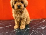 Tatlı Toy Poodle Bebeklerim