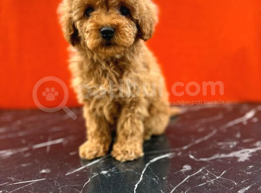 Tatlı Toy Poodle Bebeklerim görsel