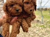 A Kalite Toy Poodle