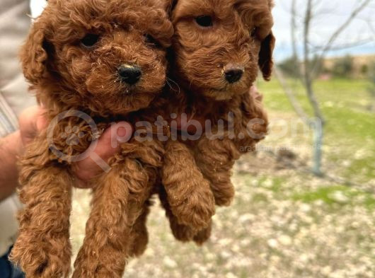 A Kalite Toy Poodle görsel