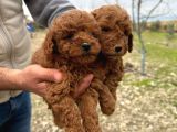 A Kalite Toy Poodle