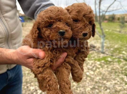 A Kalite Toy Poodle görsel
