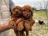 A Kalite Toy Poodle