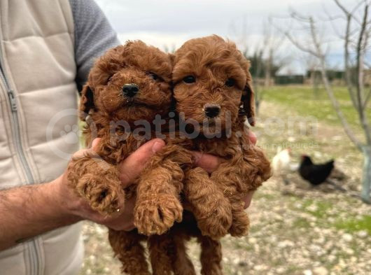 A Kalite Toy Poodle görsel