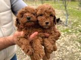 A kalite toy poodle