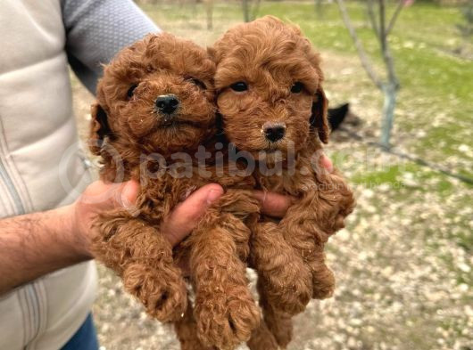 A Kalite Toy Poodle