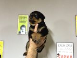 Irk Garantili Rottweiler