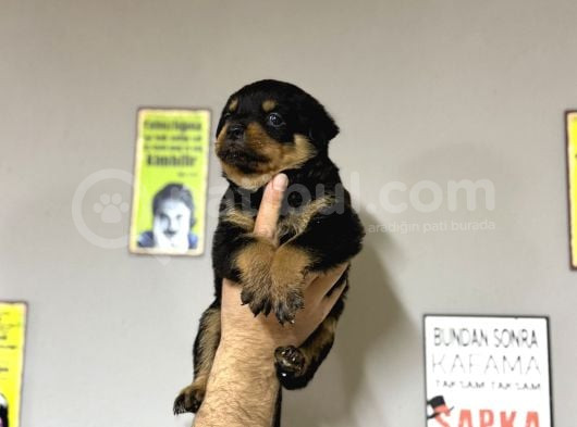 Irk Garantili Rottweiler görsel