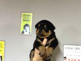 Irk Garantili Rottweiler