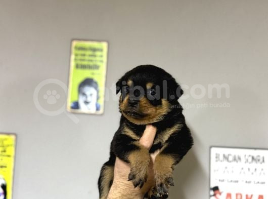 Irk Garantili Rottweiler görsel