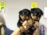 Irk garantili rottweiler