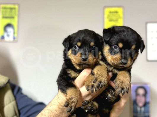 Irk Garantili Rottweiler