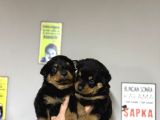 Irk Garantili Rottweiler