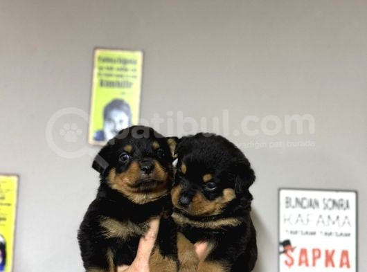 Irk Garantili Rottweiler görsel
