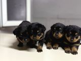 Irk Garantili Rottweiler
