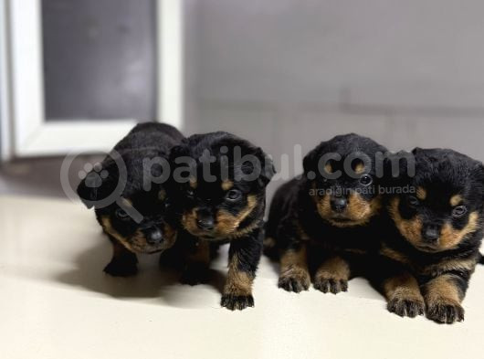 Irk Garantili Rottweiler görsel