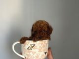 Teacup Kore Redbrown Bebekler