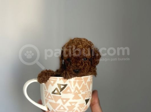 Teacup Kore Redbrown Bebekler görsel