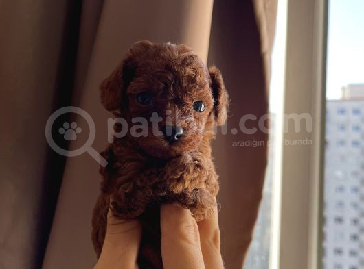 Teacup Kore Redbrown Bebekler görsel