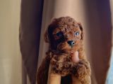 Teacup Kore Redbrown Bebekler