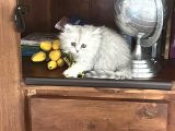 Tatli bebek silver chinchilla