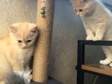 British Shorthair Cream Tabby