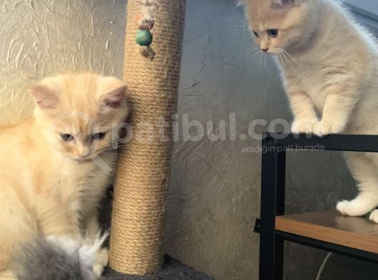British Shorthair Cream Tabby görsel
