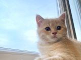 British Shorthair Cream Tabby