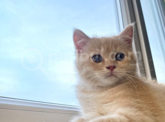 British Shorthair Cream Tabby görsel
