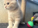 British Shorthair Cream Tabby