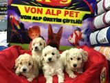 VONALP PET GARANTISIYLE  MALTIPOO YAVRULAR MALL OF İST ŞUBE