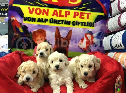 Vonalp Pet Garantisiyle  Maltipoo Yavrular Mall Of İst Şube