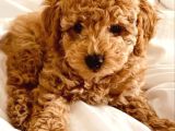 Sağlik Ve Irk Garanti̇li̇ Toy Poodle Bebi̇s
