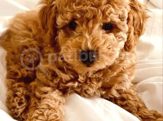 Sağlik Ve Irk Garanti̇li̇ Toy Poodle Bebi̇s görsel