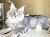 Safkan Silver Mainecoon Erkek