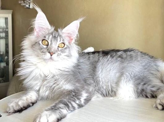 Safkan Silver Mainecoon Erkek görsel