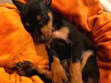 Sağlik Ve Irk Garanti̇li̇ Dobermanlari̇m
