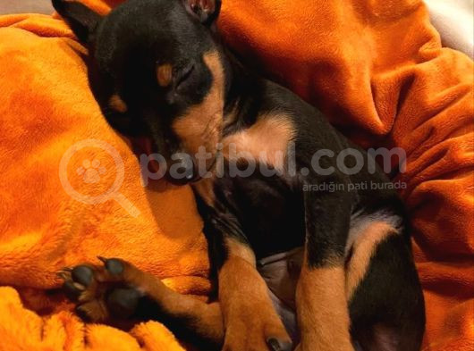 Sağlik Ve Irk Garanti̇li̇ Dobermanlari̇m görsel