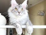 Safkan Silver Mainecoon Erkek
