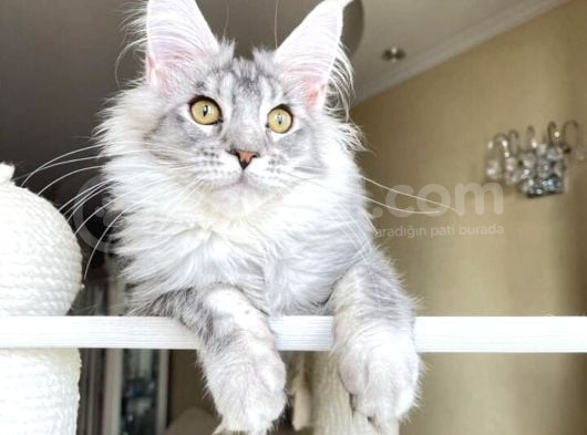 Safkan Silver Mainecoon Erkek görsel