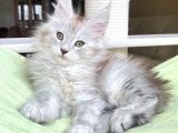 Safkan  Mainecoon  Silver Erkek
