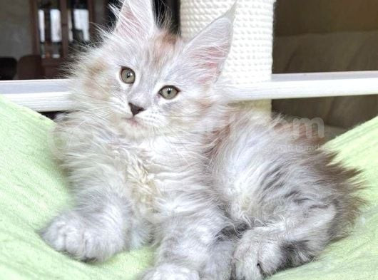 Safkan  Mainecoon  Silver Erkek görsel