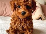 SAĞLIK VE IRK GARANTİLİ TOY POODLE BEBİS
