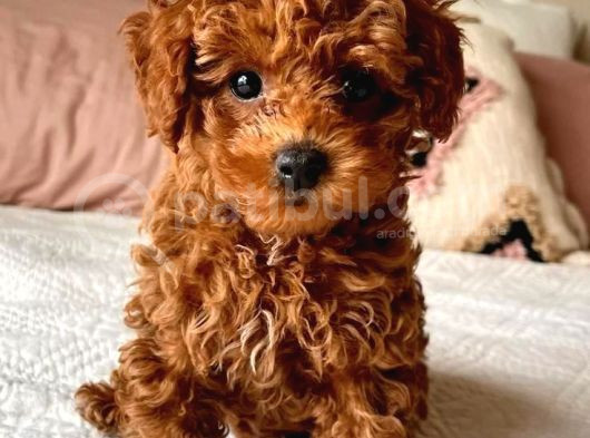Sağlik Ve Irk Garanti̇li̇ Toy Poodle Bebi̇s
