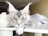 Safkan Silver Mainecoon Erkek