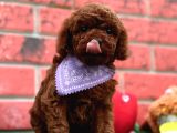 Dark Brown  Toy Poodle Yavrular