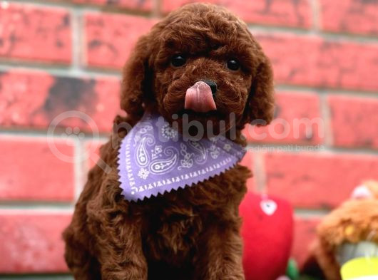 Dark brown  toy poodle yavrular
