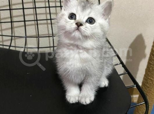 VONALP PET GARANTISIYLE ORJINAL BRITISH  YAVRULAR
