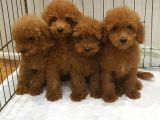 Red Brown Kizil Orji̇nal Gerçek Toy Poodle